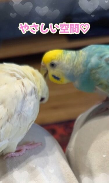 楽天市場】Pair Parakeets ペア・パラキート 仲良しインコの置物