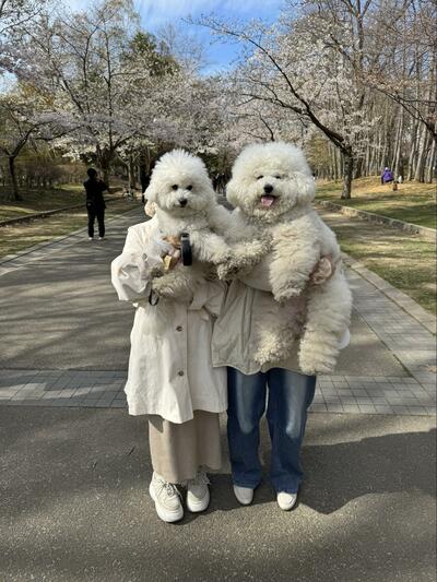 犬が人間のように見える写真