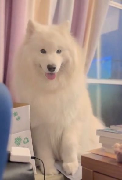 どんなダンスを見せてくれるのでしょうか
