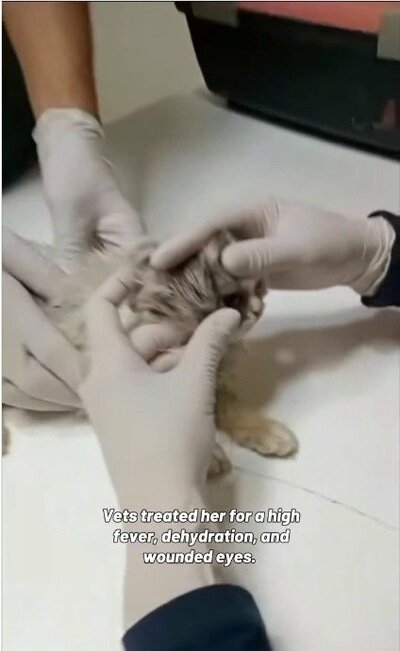 保護された当時の様子