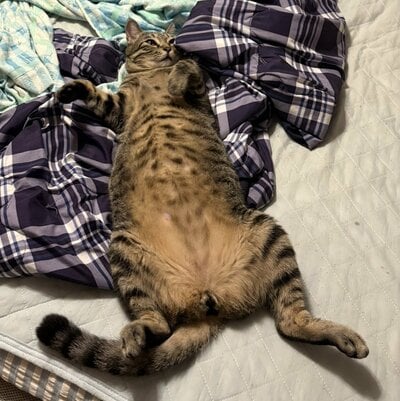 「おっさん」のようにくつろぐ猫