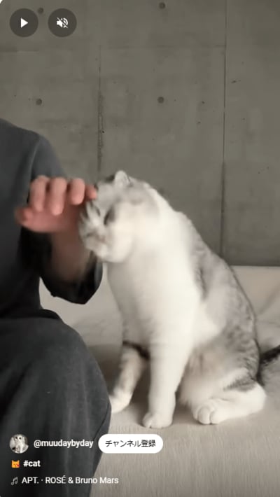 おねだりしちゃう猫ちゃん