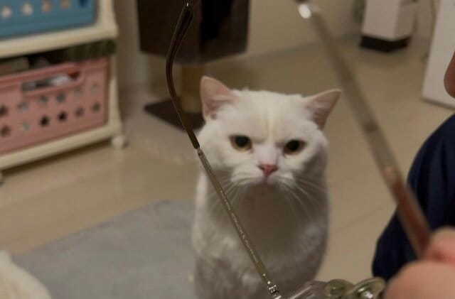 真剣なお顔でメガネを見つめる猫ちゃんは「眉間のシワ」がチャームポイント！表情の渋さに1万3000いいね