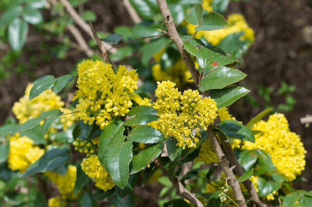 半日陰のベランダ庭に【鉢植えシンボルツリー】和モダンテイストがお洒落な《常緑低木3選》
