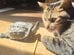 「唇を狙っている」亀が猫の口元に首をぐっと伸ばすも…狙いはうまくいかず、種族の違う2匹の関係が愛らしい