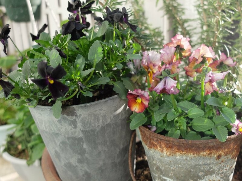 セリア、ストーン調プランター 4号鉢筆者撮影写真