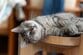 段差12cmで子猫やシニア猫も使いやすい！猫用トイレ「シームレスネコトイレ」に注目。掃除しやすいデザインで人間にも優しい！