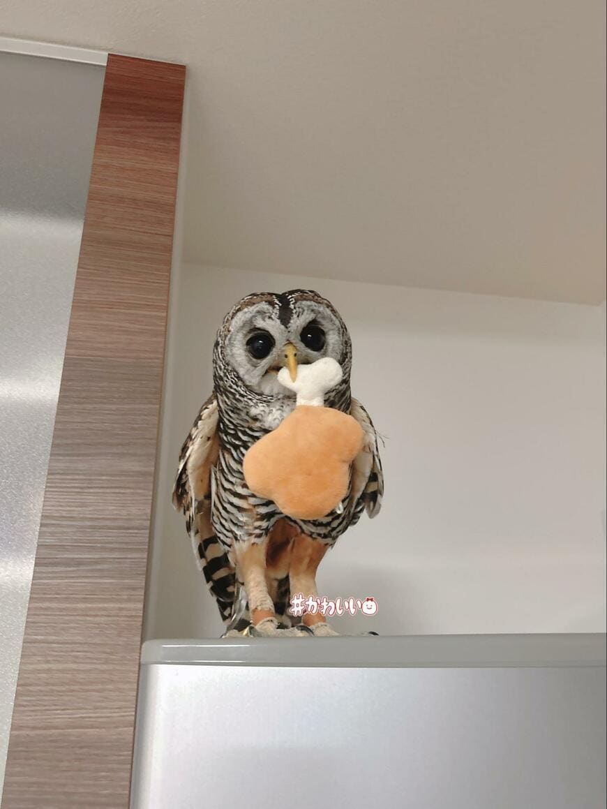 出所：@kanata_akas