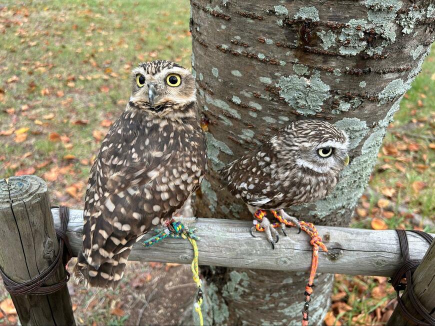 「どこにいる？」木と同化したように見えるフクロウさん　ぱっちりお目目ですました表情も可愛い
