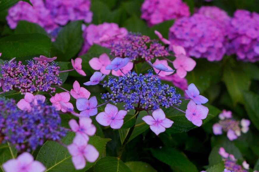 KOICHIBABYS/istockphoto.com