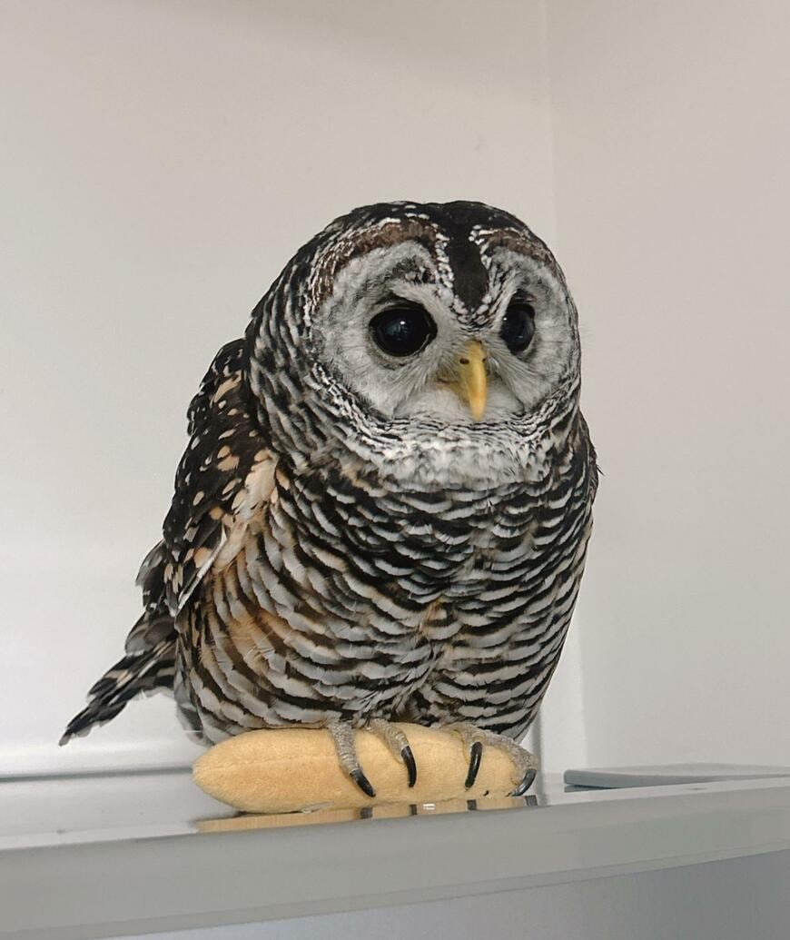 出所：@kanata_akas