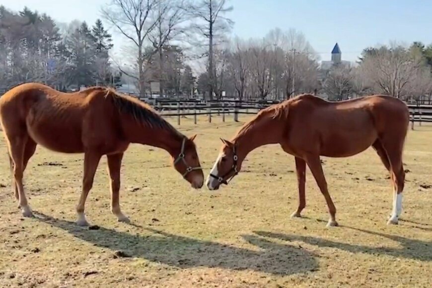 出所：うらかわ優駿ビレッジAERU