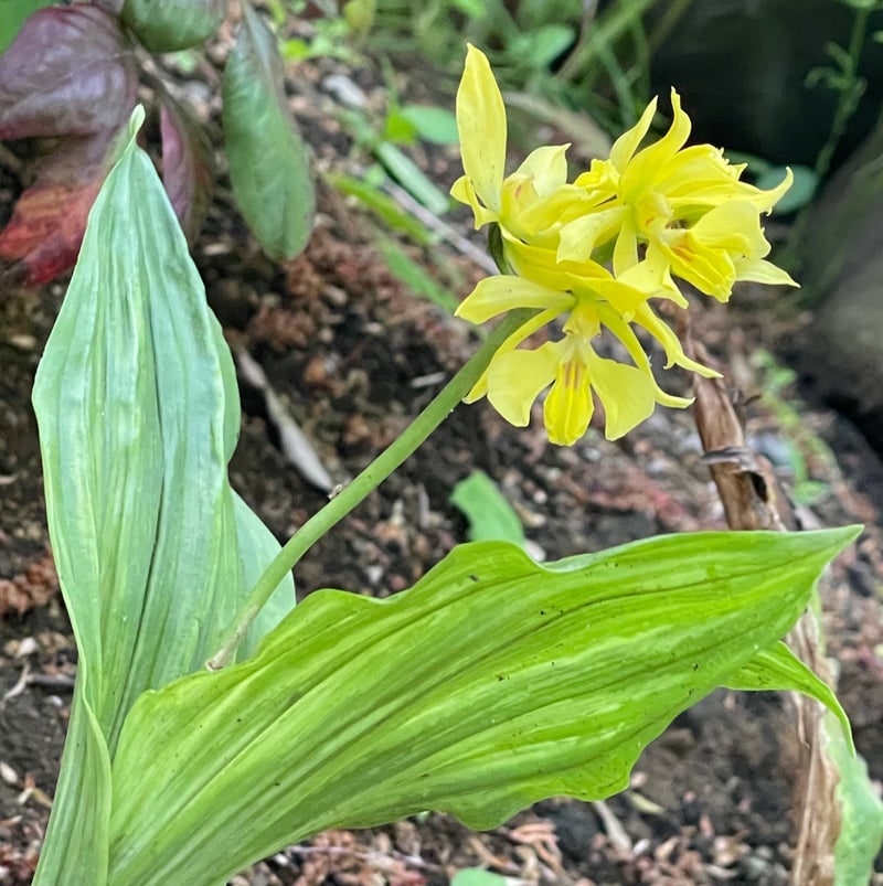 出所：假屋崎省吾のAmeba公式ブログ　参照日：2026-04-22