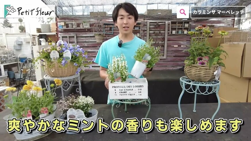 《園芸のプロが解説》暑さに強い「夏にオススメの宿根草」2選！毎年初夏～秋ずっと咲くお花です