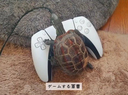 出所：＠kusa.kame.gunso