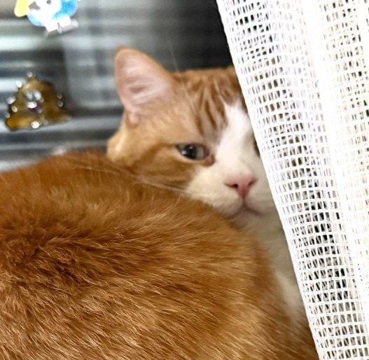 出所：@Beercat_Ana_Dar