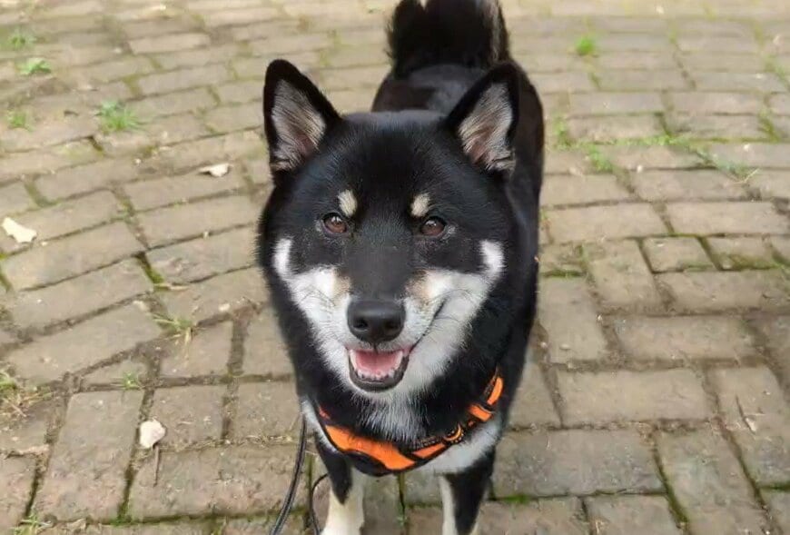 出所：@BLshiba_tensuke