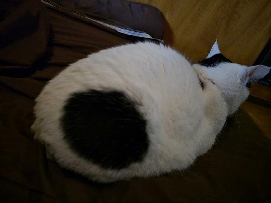 飼い主がトイレに行った隙に枕を占領した猫…まさかの表情に笑ってしまう