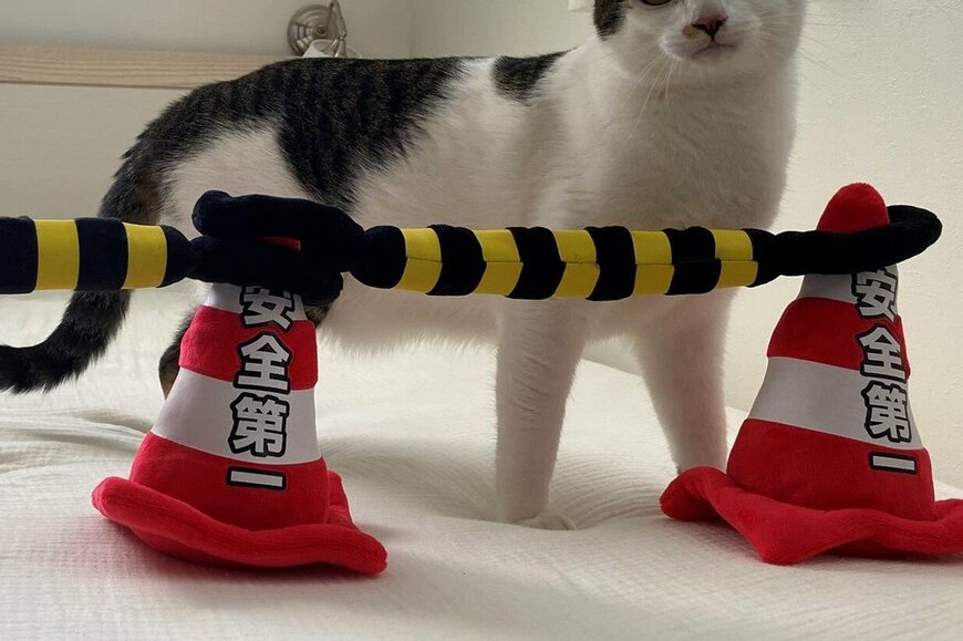 ヘルメットを被っている？元保護猫ちゃんが、工事現場に！