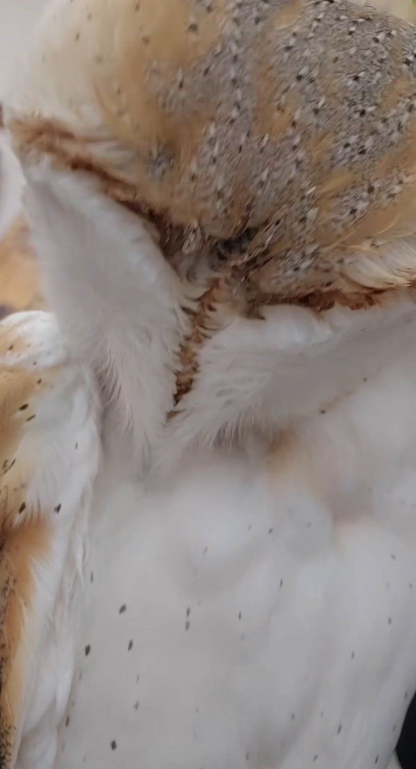 出所：@miki4wan108