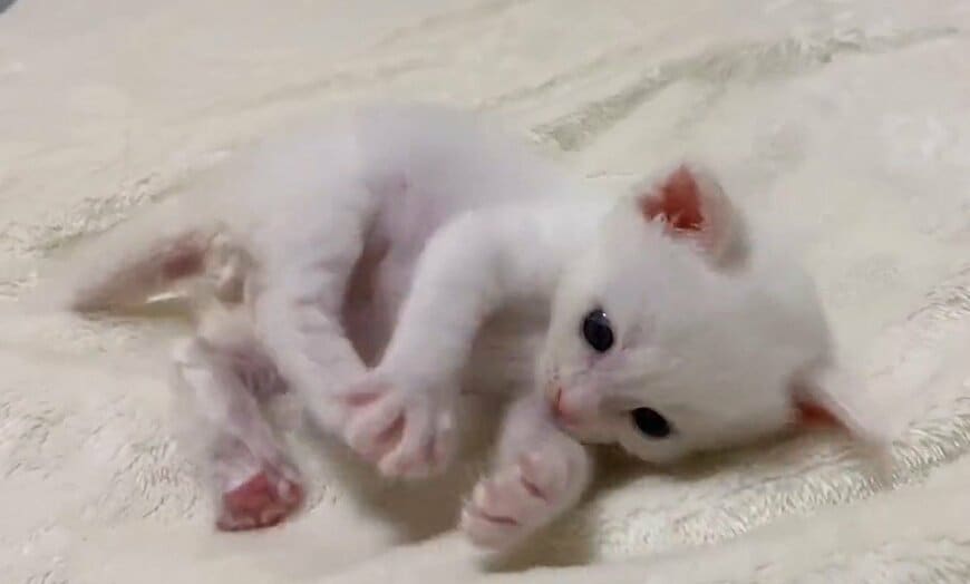 出所：@meltube_cat