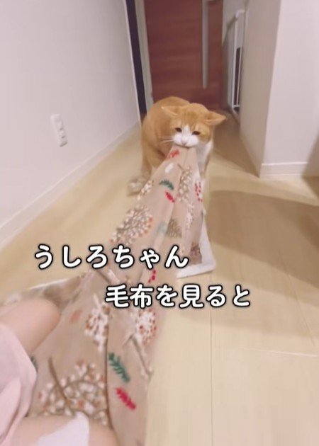 毛布で綱引き！？取られないように頑張る猫ちゃんにホッコリ！綱引き後の表情にも注目！