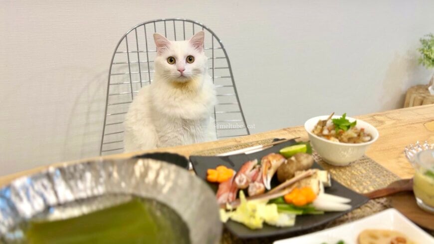 出所：@meltube_cat