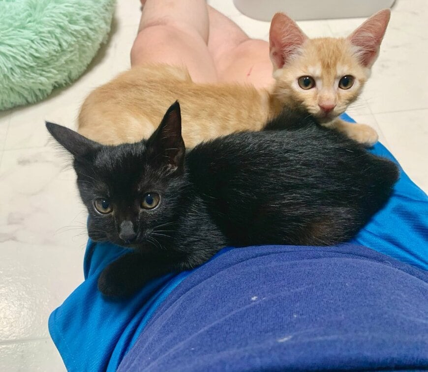 出所：＠Teagle_Noir