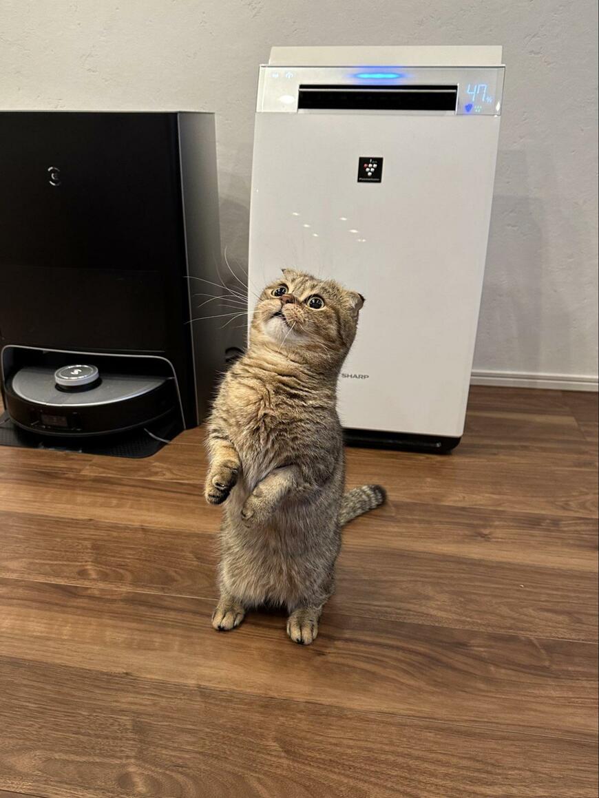 出所：@ponpokopontanu