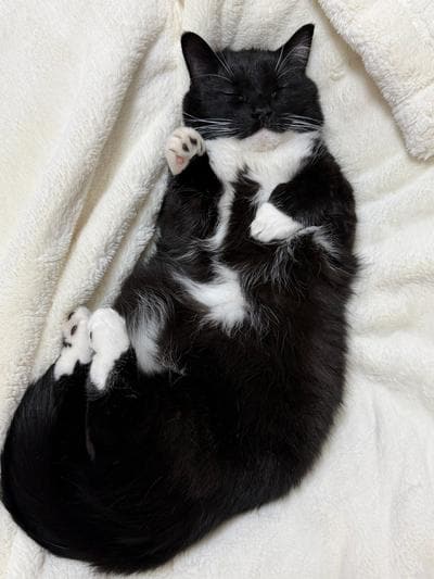 【猫文字が完成】菩薩のような寝姿…と思ったら？！引きで見たときの姿に思わず爆笑