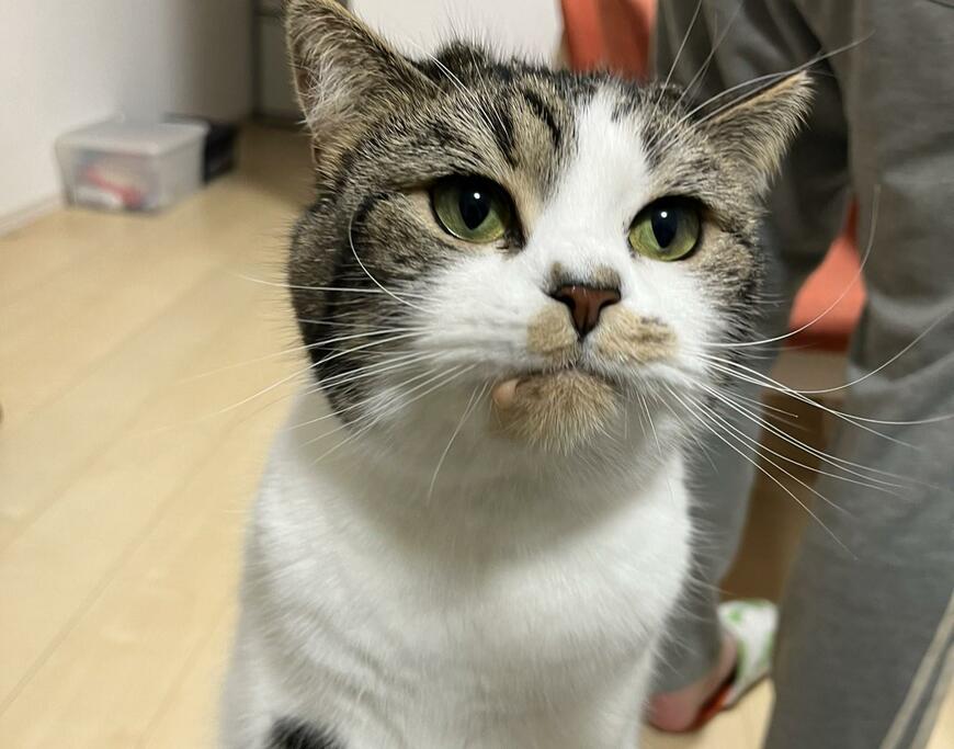 出所：@torotolo106106