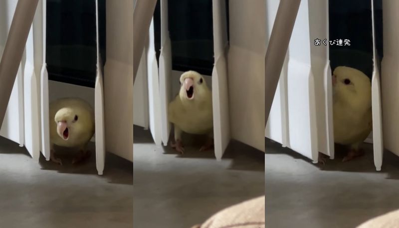 出所：@daiinkoteikoku_soraoto