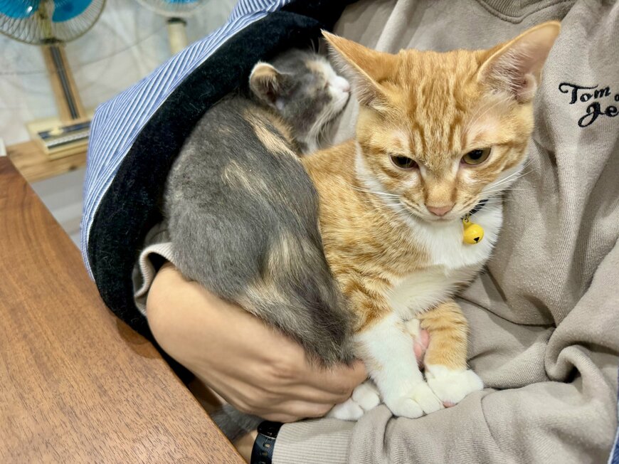 出所：@omochi_nam01