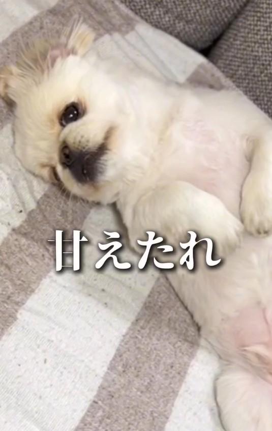 出所：@mucho_world