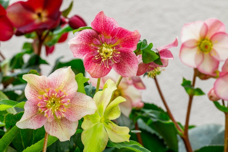 nnattalli/shutterstock.com