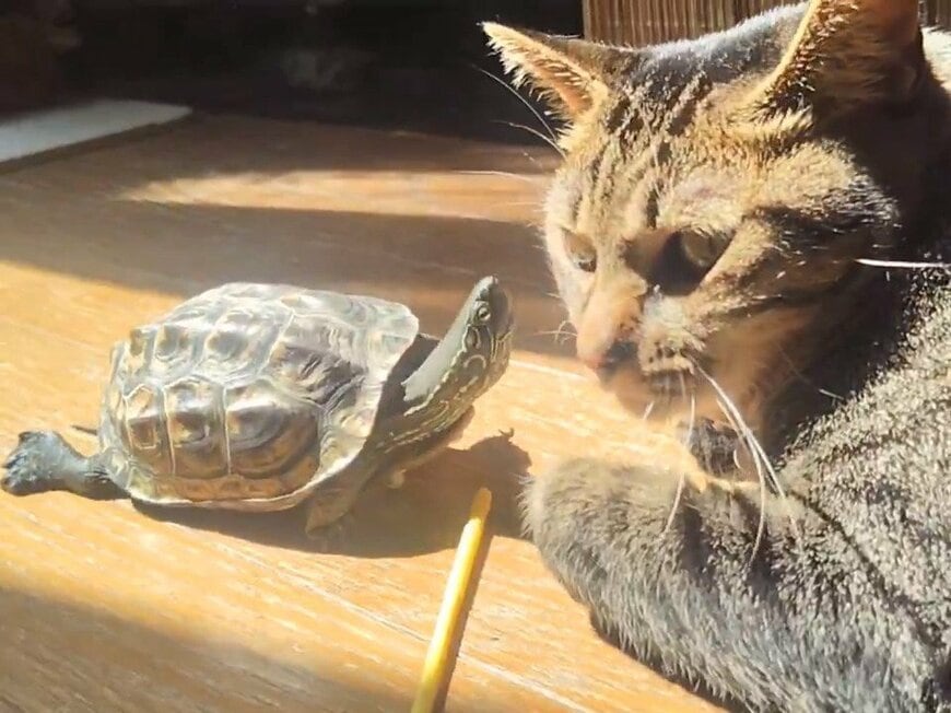 「唇を狙っている」亀が猫の口元に首をぐっと伸ばすも…狙いはうまくいかず、種族の違う2匹の関係が愛らしい