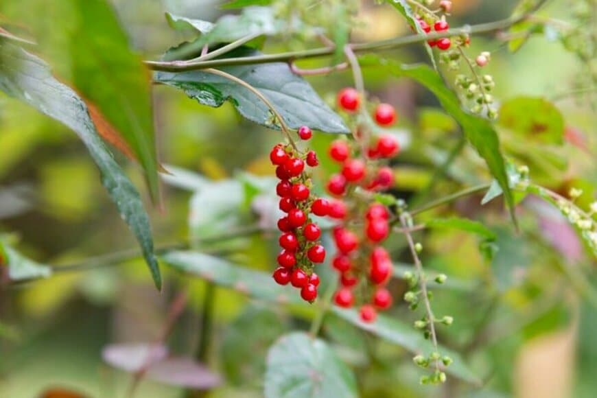 赤い実がブドウのように連なっているジュズサンゴ