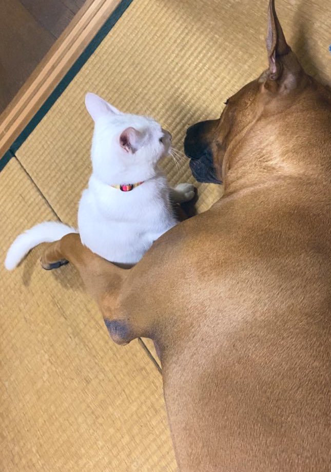 白猫と土佐犬