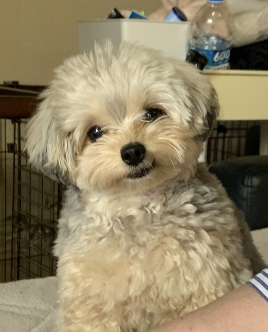 きょとん顔の犬