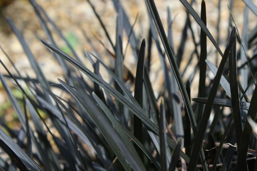 コクリュウの黒い葉。