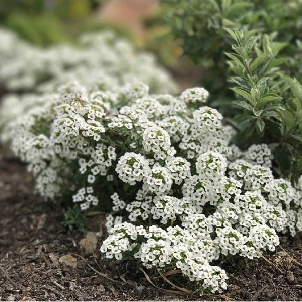 PROVEN WINNERS(R) スーパーアリッサム