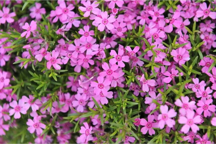 シバザクラの花が咲いている。色は濃いピンク。