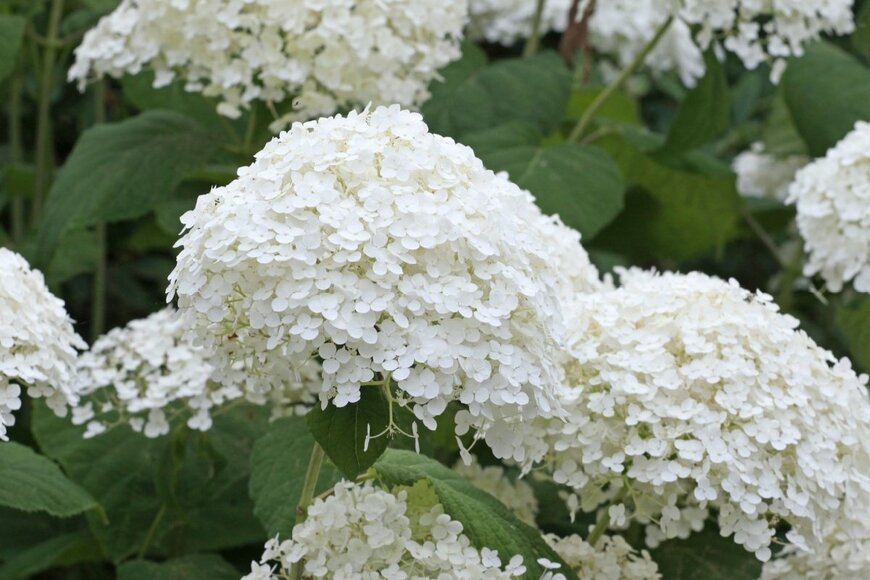 白いアジサイのアナベル