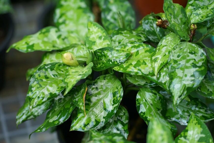 迷彩柄のような模様の葉を広げている、アグラオネマ