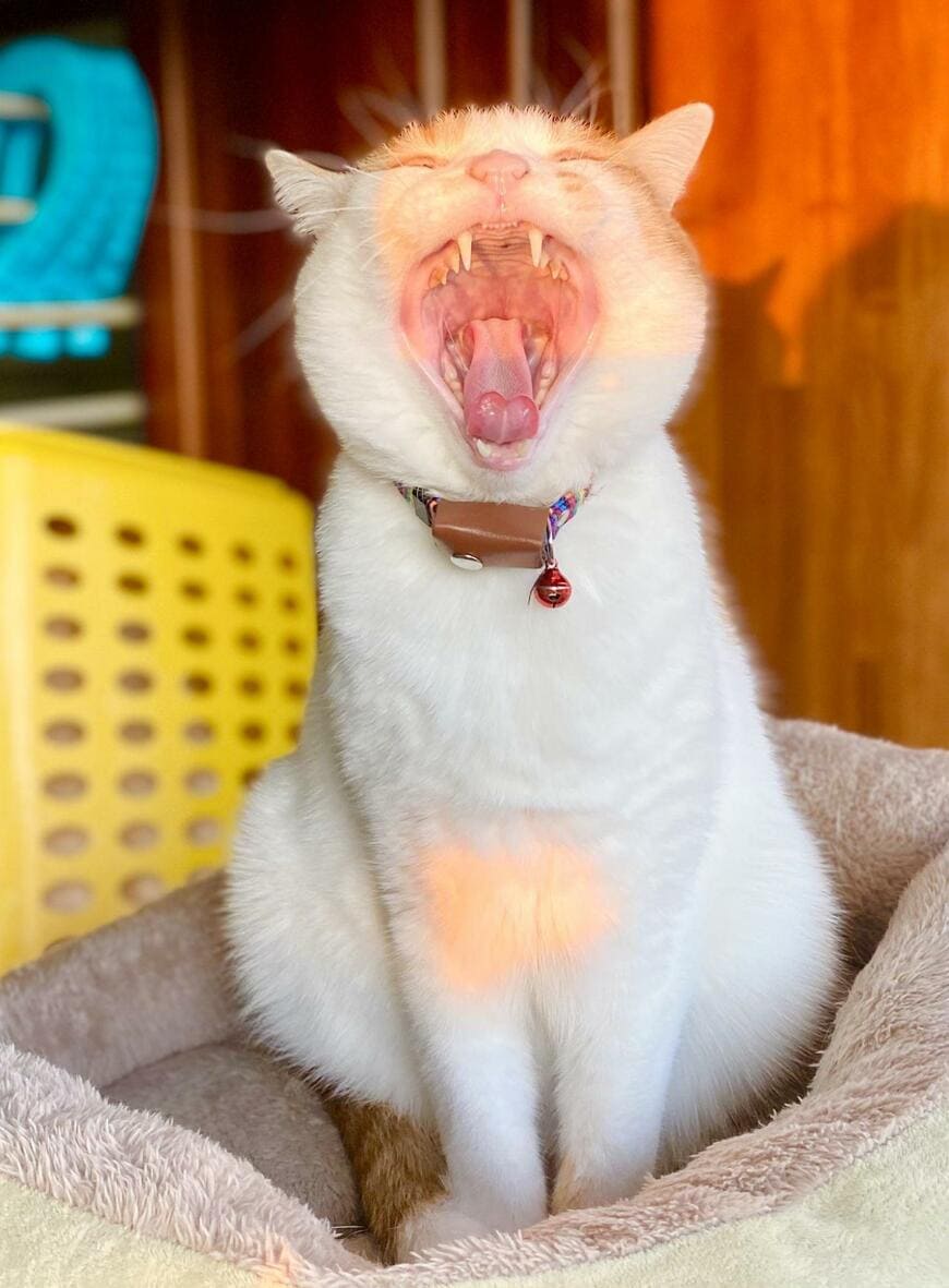 あくびをする猫