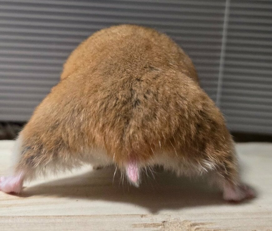ハムスターのお尻