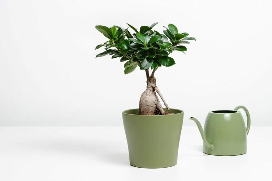 緑色の植木鉢に植えられた、濃い緑色の葉をもつガジュマル