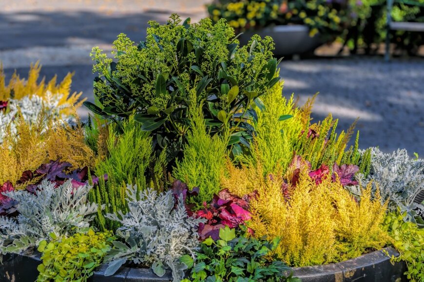 緑、黄色、赤、シルバーグリーンなど、様々な葉色の植物が使われている寄せ植え