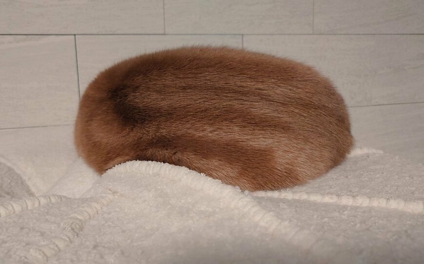 丸まっている猫
