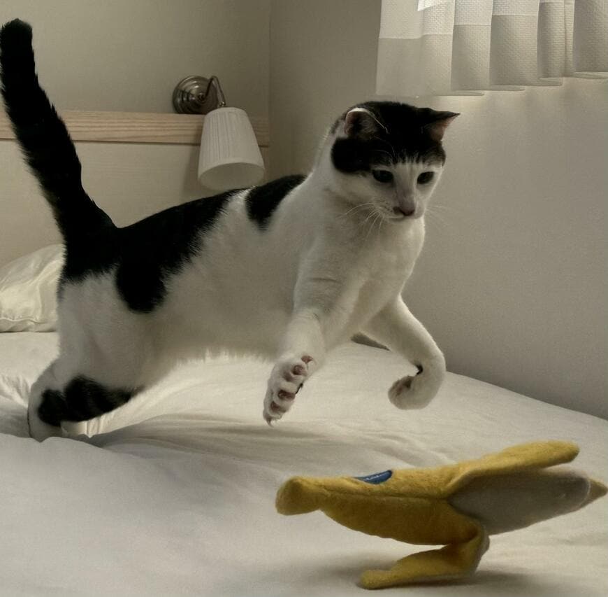 大人になった猫